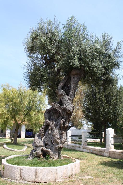 Masseria Maccarone Fasano Dış mekan fotoğraf